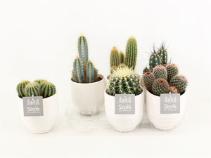 Mixed Cactus Collection – 13cm Ceramic Pot