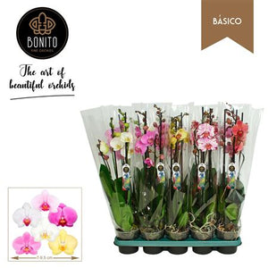 Mixed Phalaenopsis Orchid – 3 Stem, 12cm Pot