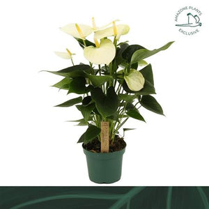 White Anthurium (Anthurium) – 12cm Pot, 35cm High