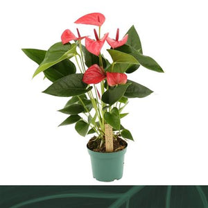 Anthurium Houseplant – 12cm Pot, Approx. 35cm High