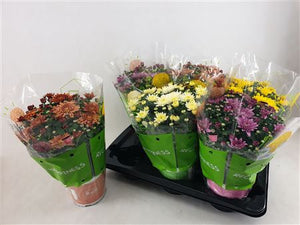 Mixed Chrysanthemum Houseplant – 15cm Pot