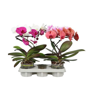 Mixed Phalaenopsis Orchid – 12cm Pot, 45cm High