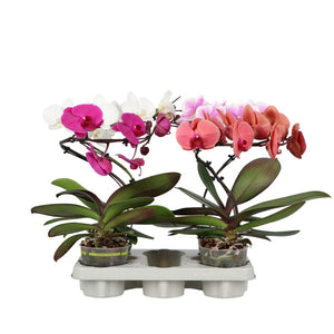 Mixed Phalaenopsis Orchid – 12cm Pot, 45cm High