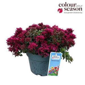Sedum ‘Spot On Pink’ – 19cm Pot, 40cm High