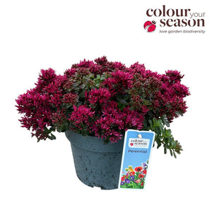 Sedum ‘Spot On Pink’ – 19cm Pot, 40cm High
