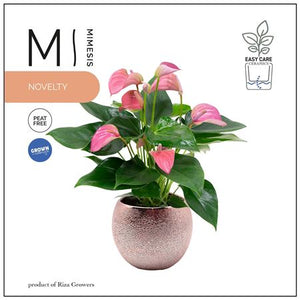 Pink Anthurium Houseplant – 12cm Rose Gold Pot