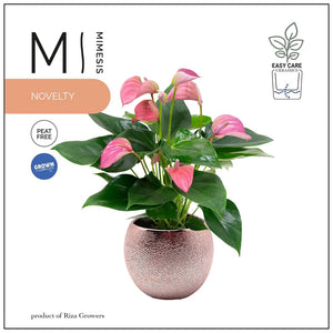 Pink Anthurium Houseplant – 12cm Rose Gold Pot