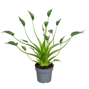 Alocasia Tiny Dancer – 14cm Pot