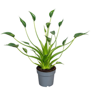 Alocasia Tiny Dancer – 14cm Pot