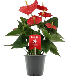 Red Anthurium – 12cm Pot, Approx. 40cm High
