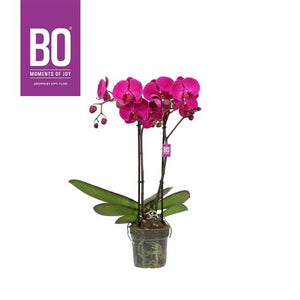 Purple Phalaenopsis Orchid – 2 Stem, 12cm Pot