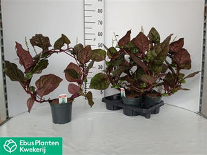 Basella Alba ‘Rosebud’ White Flowering Plant – 15cm Pot