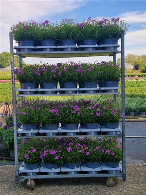 Garden Phlox (Phlox paniculata Group) – 19cm Pot
