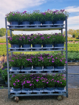 Garden Phlox (Phlox paniculata Group) – 19cm Pot