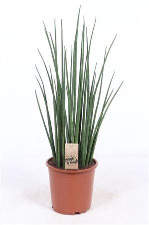 Sansevieria Mikado – 19cm Pot, 70cm High