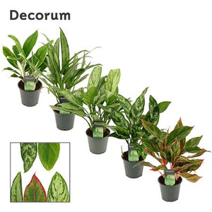Aglaonema Luxe Mix – 12cm Pot, 35cm High