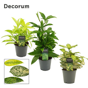 Green Dracaena Houseplant – 12cm Pot, 35cm High