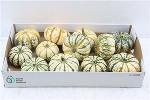 Mixed Ornamental Mini Pumpkins – Pack of 10