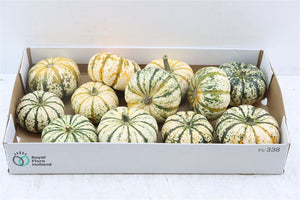 Mixed Ornamental Mini Pumpkins – Pack of 10