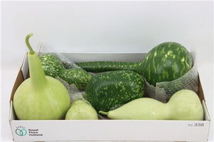 Mixed Ornamental Gourds – Lagenaria Mix