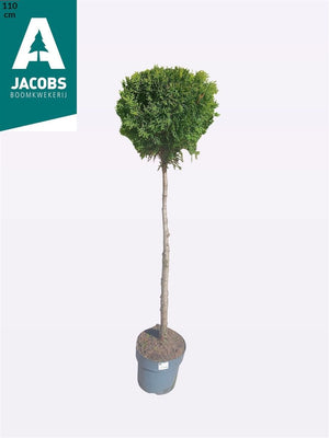 Emerald Green Thuja ‘Smaragd’ – 23cm Pot, 110cm