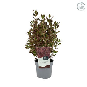 Coprosma ‘Eclipse’ – 17cm Pot, 30cm High