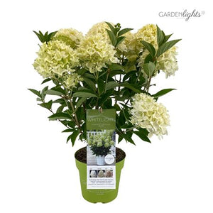 White Panicle Hydrangea (Hydrangea paniculata) – 19cm Pot