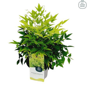 Nandina domestica ‘Lemon & Lime’ – 17cm Pot