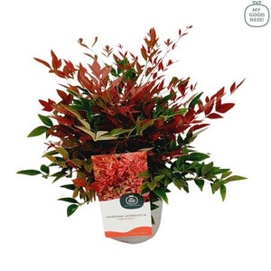 Nandina domestica ‘Obsessed’ – 17cm Pot