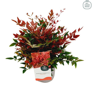 Nandina domestica ‘Obsessed’ – 17cm Pot