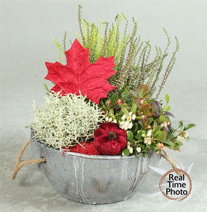 Garden Plant Arrangement in Concrete Tray – 24cm