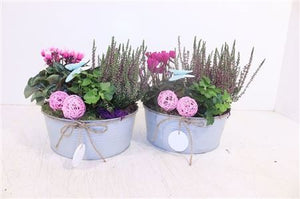 Garden Plant Arrangement – 22cm Zinc Pot