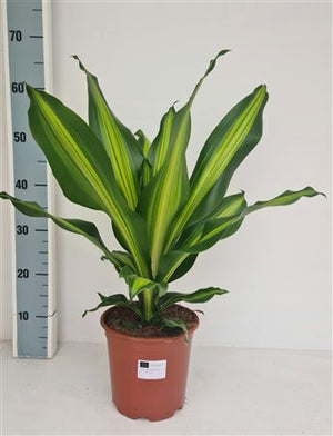 Golden Heart Dragon Tree (Dracaena fragrans) – 19cm Pot