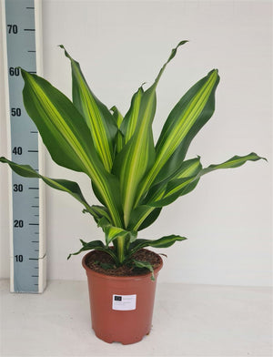 Golden Heart Dragon Tree (Dracaena fragrans) – 19cm Pot