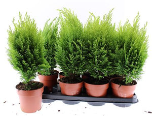 Lawson Cypress ‘Ellwoodii’ (Chamaecyparis lawsoniana) – 13cm Pot