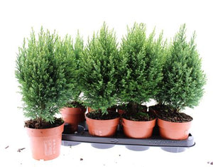 Lawson Cypress ‘Snow White’ – 13cm Pot