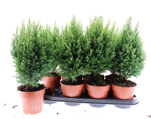 Lawson Cypress ‘Snow White’ – 13cm Pot