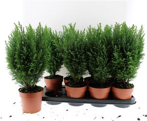 Lawson Cypress ‘Ellwoodii’ (Chamaecyparis lawsoniana) – 13cm Pot