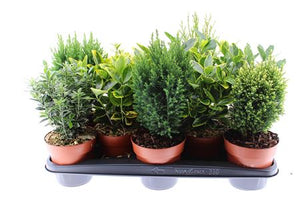 Mixed Green Conifer Shrub – 13cm Pot, 40cm High
