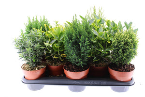 Mixed Green Conifer Shrub – 13cm Pot, 40cm High