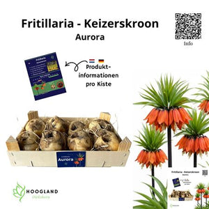 Orange Fritillaria Flower Bulbs – Pack of 8