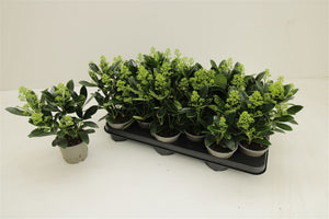 Skimmia japonica ‘Finchy’ – 9cm Pot