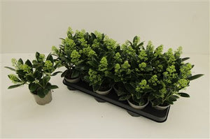 Japanese Skimmia 'Finchy' – 10.5cm Pot