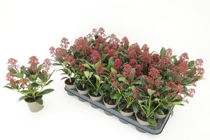 Skimmia japonica 'Rubella' – 9cm Pot