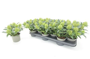 Skimmia japonica ‘Godrie’s Dwarf’ – 10.5cm Pot