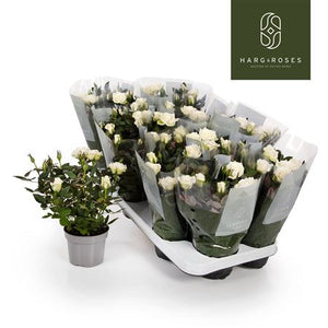 White Kordana Rose ‘Alaska’ – 10.5cm Pot
