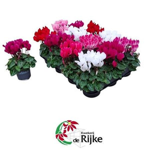 Mixed Mini Cyclamen (Cyclamen persicum) – 7cm Pot