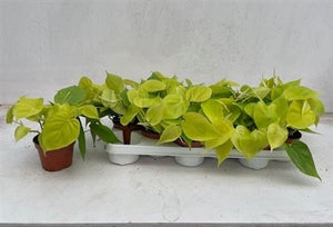 Philodendron ‘Neon’ Green Houseplant – 11cm Pot