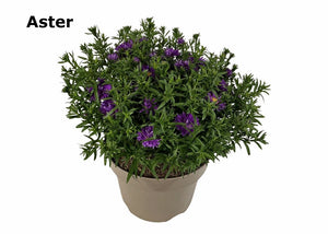 Purple Aster (Aster) – 19cm Pot