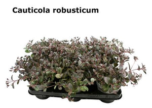 Robust Stonecrop (Sedum cauticola) – 12cm Pot